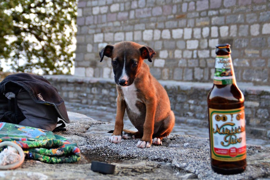 如何在围栏里训练狗狗定点大小便,狗狗随地小便怎么训练喝水