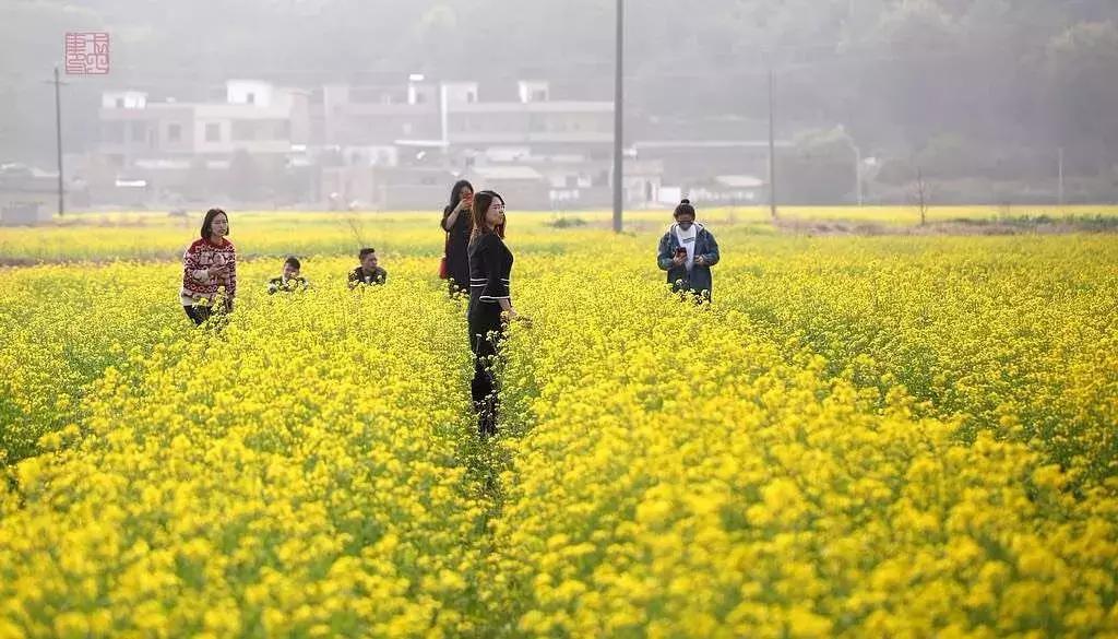 佛山南海赏油菜花,佛山南海油菜花田旅游景点
