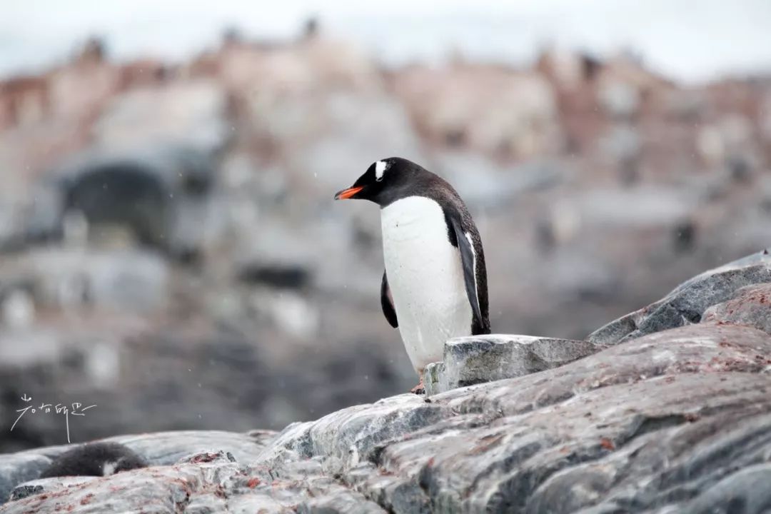 跟着南极科考队旅行,南极之恋细思极恐的地方