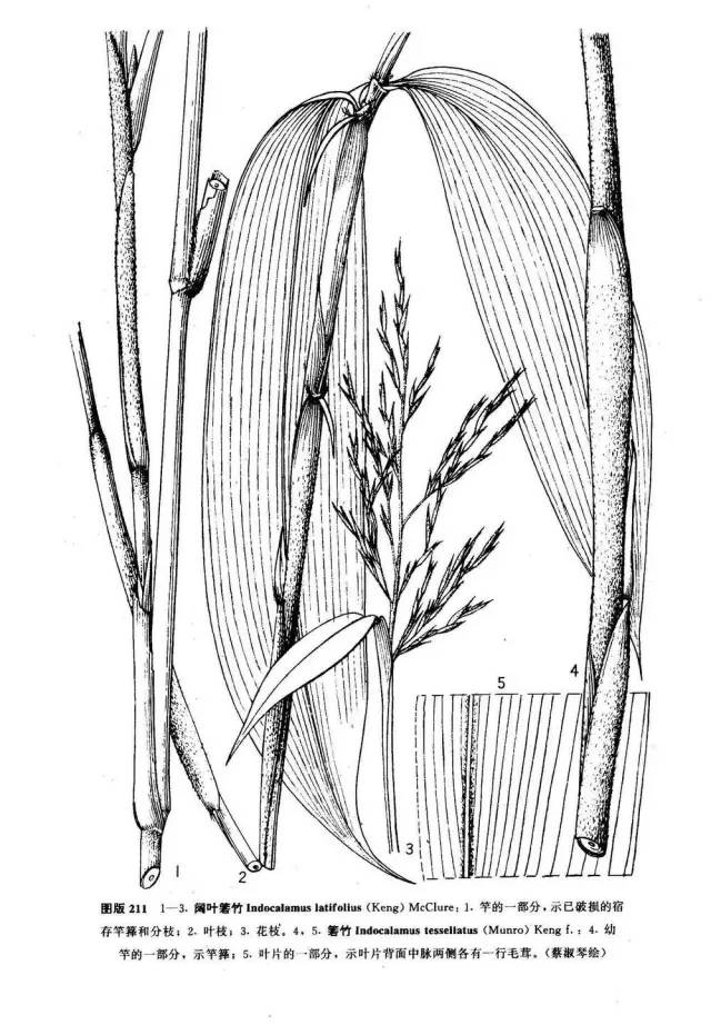 东北能种的竹子,26种竹子大全