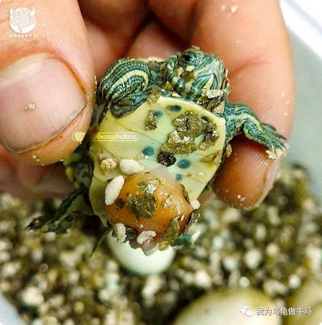 这龟白送你都不要,这篇阅读量要仆街