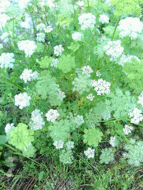 一方一净土，一花一世界，一草一天堂你认识蛇床子吗？