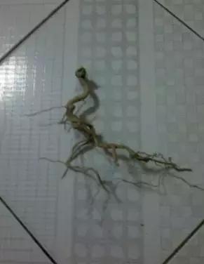 山宗山先生枸杞精品养护心得