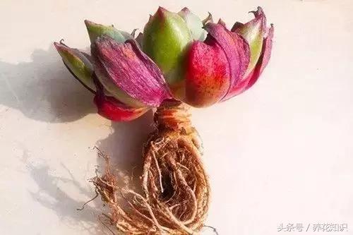 铁树的根全部烂了还能救活吗,发财树根烂了怎么救活有效