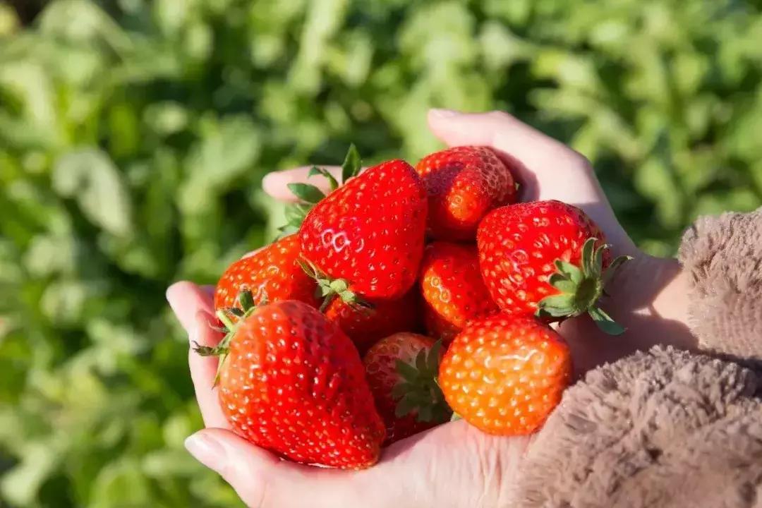 武汉比较靠谱的摘草莓基地,武汉市黄陂区摘草莓地方