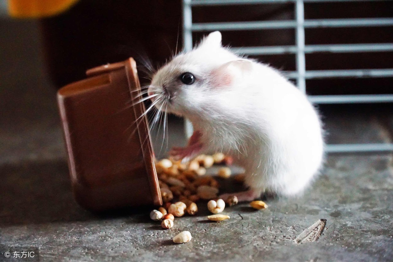 如何让两只仓鼠合笼而且不打架,为什么别人家的仓鼠能合笼