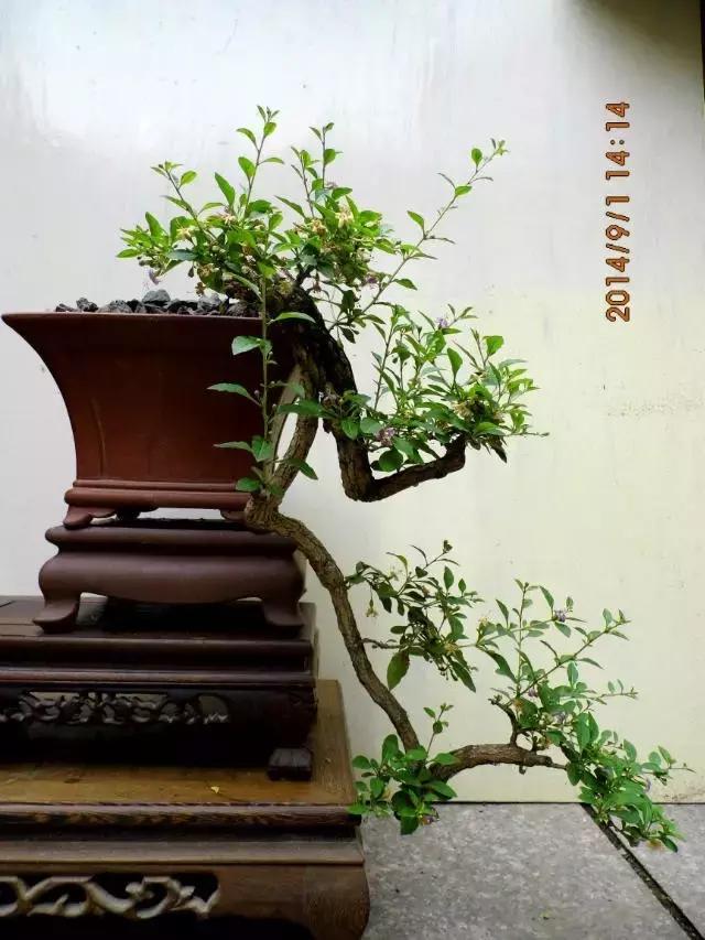 山宗山先生枸杞精品养护心得