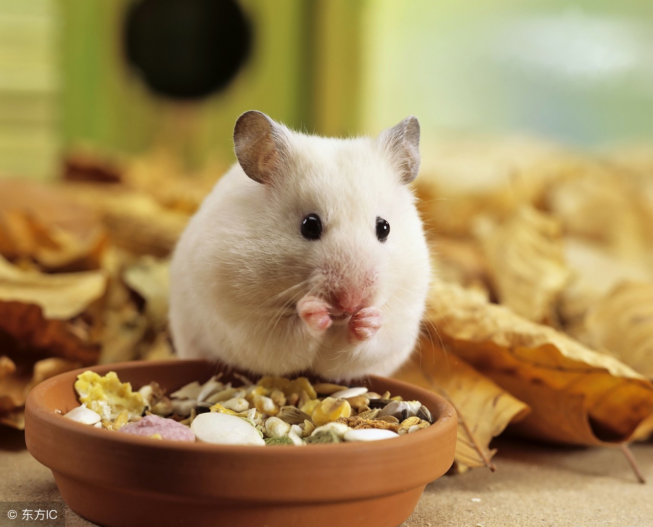 如何让两只仓鼠合笼而且不打架,为什么别人家的仓鼠能合笼