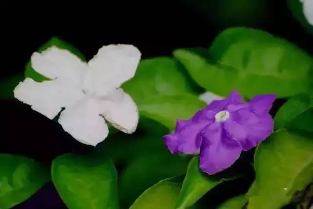 深圳春游十大好去处要门票,深圳春游亲子最佳去处