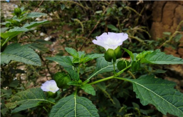 做人太老实的后果,做人的吃亏技巧有哪些