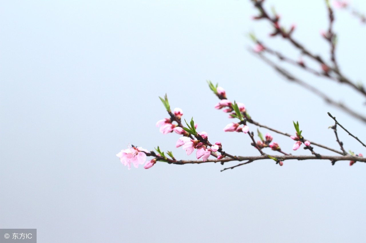 中国八大文学经典,中国八大诗