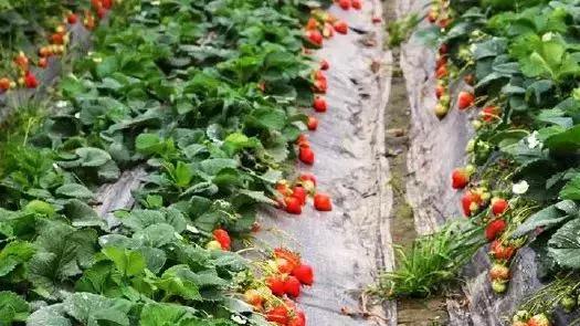 武汉比较靠谱的摘草莓基地,武汉市黄陂区摘草莓地方