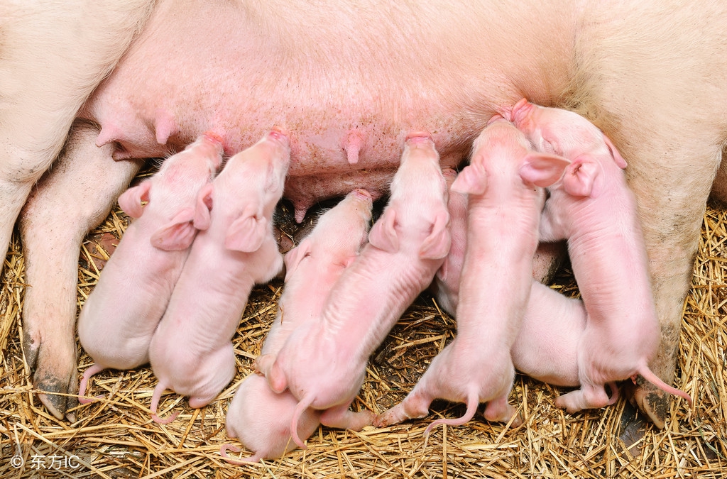 30年兽医经验,30年老兽医养猪笔记