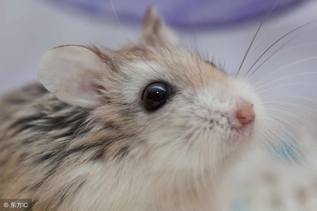 为什么卖仓鼠的可以给仓鼠合笼,为什么宠物店里的仓鼠可以合笼