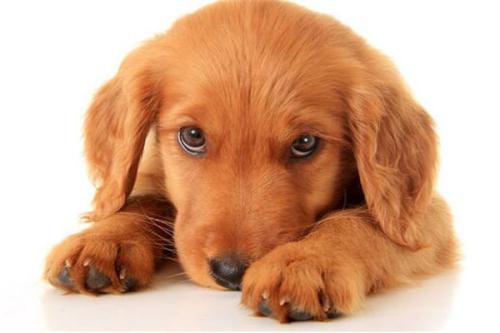 狗狗神经炎综合症10大表现,狗前列腺炎怎么预防