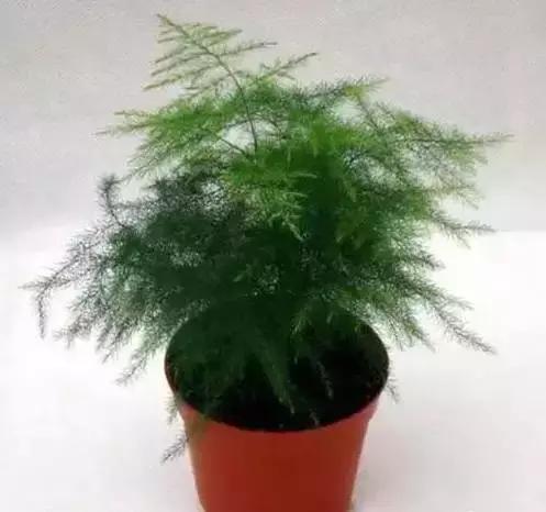 家养绿植花卉施什么肥,花卉绿植养殖方法测评