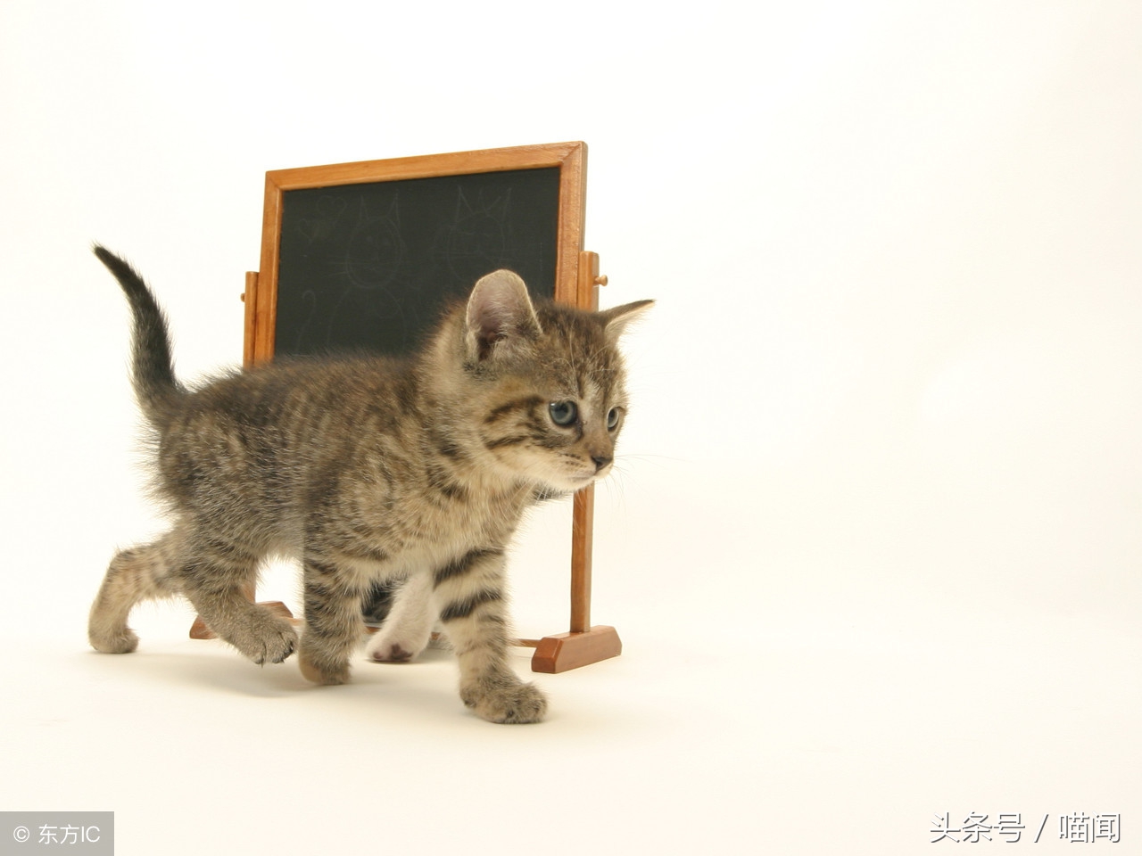 猫咪独自在家时需要注意些什么,长时间出门猫咪到底要不要寄养