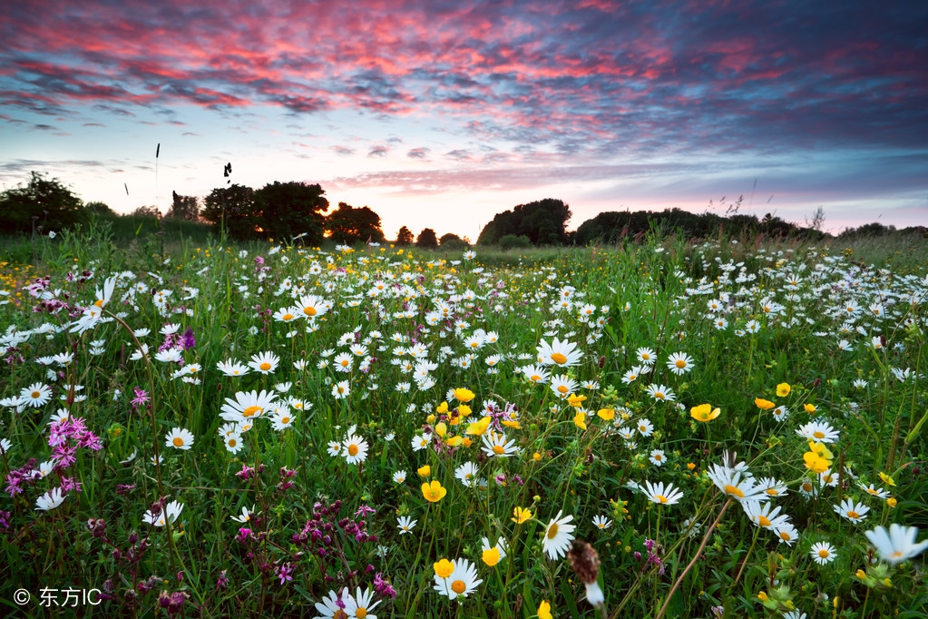 优美的带花的诗句,超惊艳的带花诗句