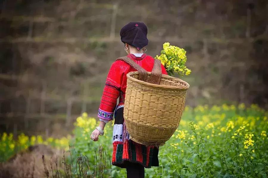 龙脊红瑶寨门票,桂林龙脊梯田门票优惠政策最新