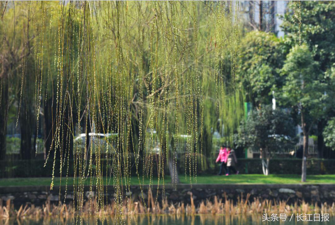 早安武汉|今日外出赏花灯记得携带雨具