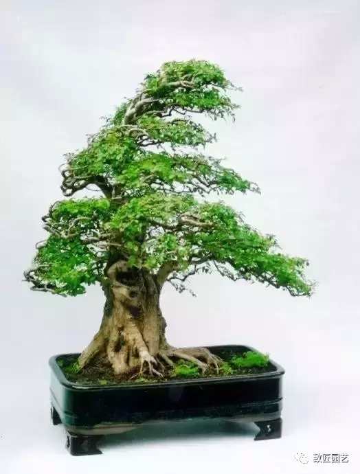 盆景欣赏难得一见的绝美盆景艺术,风萧萧兮易水寒草书