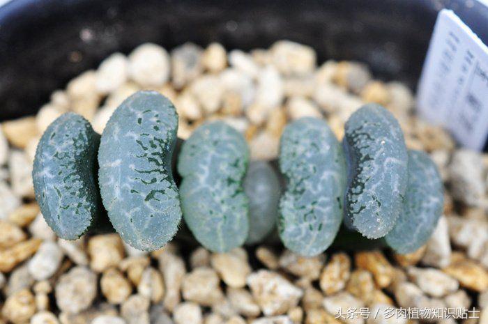 多肉植物圈内名称,多肉界最有名的人是谁