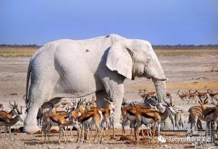 切记：千万别把Whiteelephant理解成白色大象