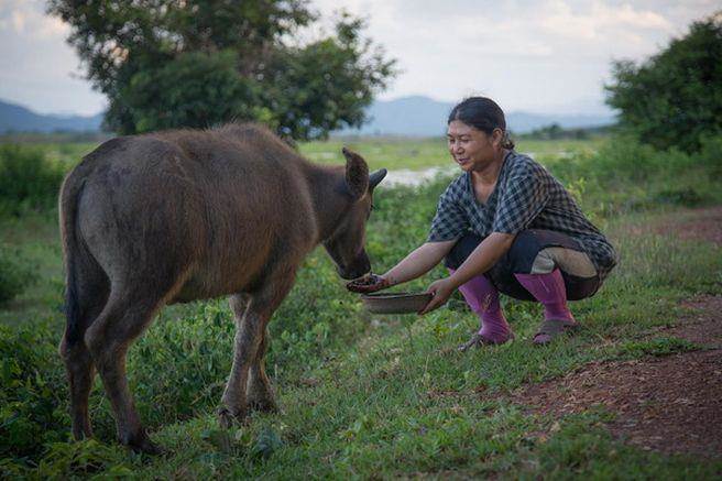 泰国新推「牛屎咖啡」销售火爆每公斤售价近万元！