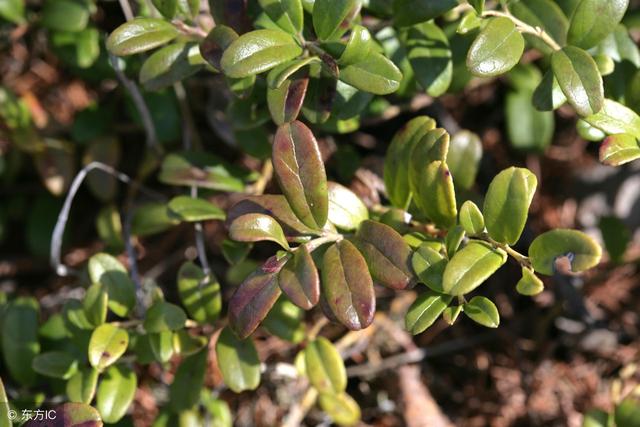 乌饭盆景冬天落叶吗,乌饭树盆景什么时候开花结果