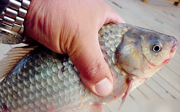春天鲫鱼饵,春天钓鲫鱼鲤鱼如何配饵