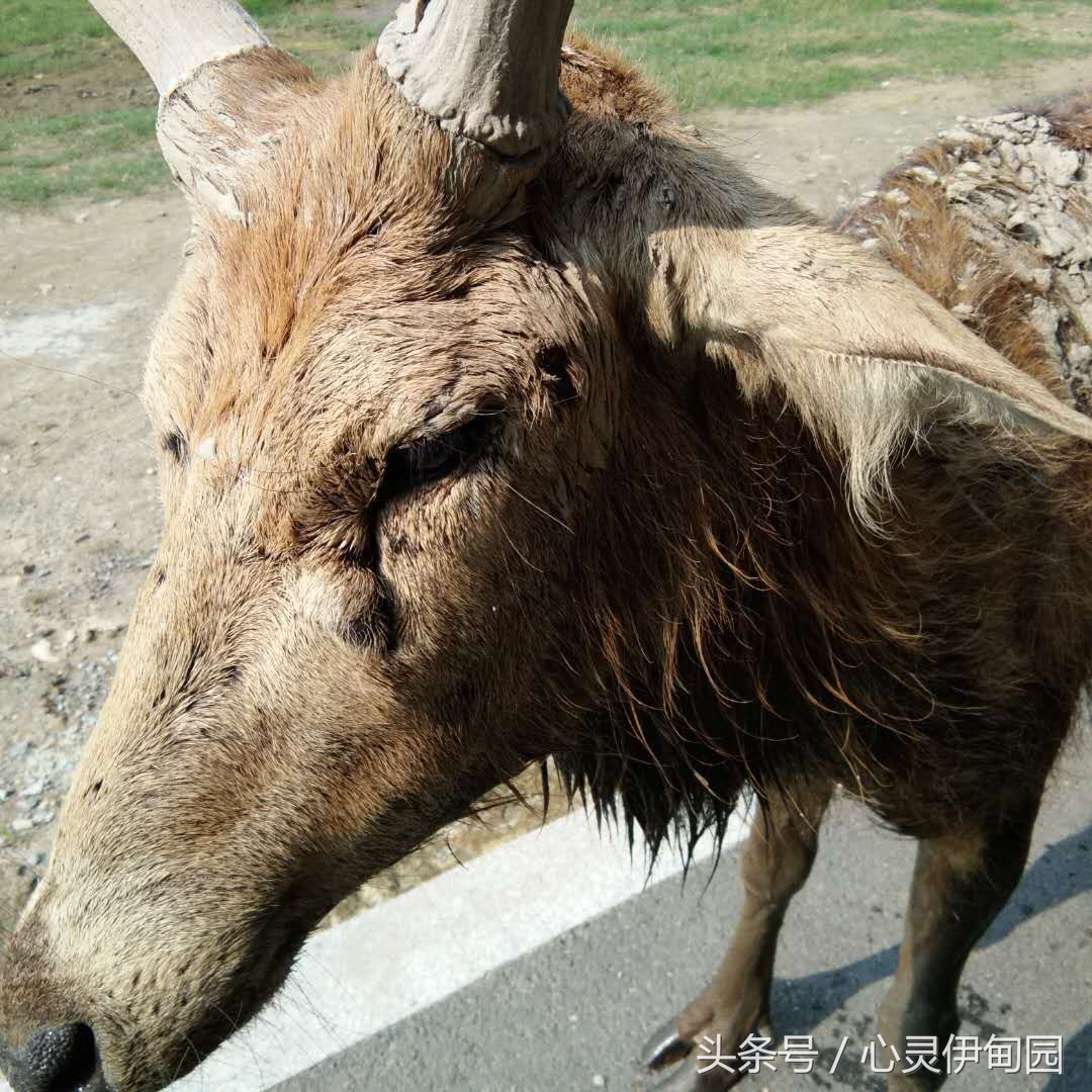 中华麋鹿园,中华麋鹿基地