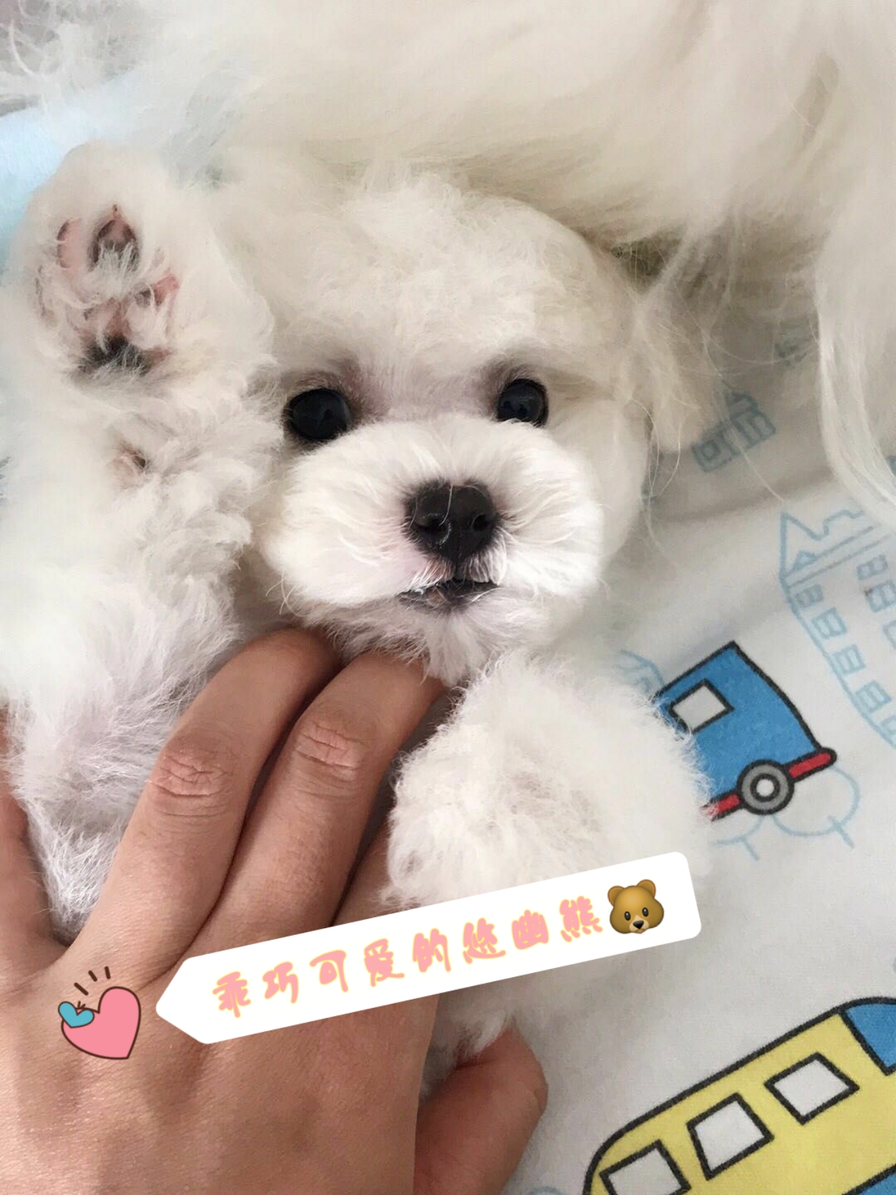 网上买狗要注意些什么,网上买狗真的不靠谱吗