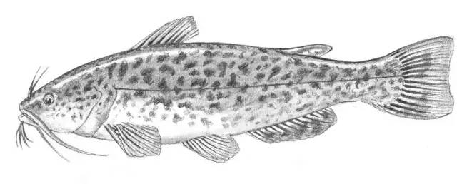 国画素描教程零基础入门,零基础学素描初学者入门教学