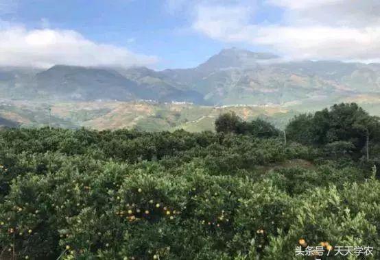 柑橘全年病虫害防治技术表,三月来了一年之计在于春