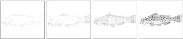 国画素描教程零基础入门,零基础学素描初学者入门教学