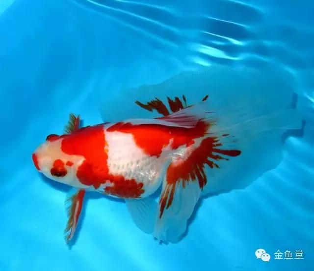 新手水草缸开缸及养水步骤,开缸养水静置还是开过滤泵