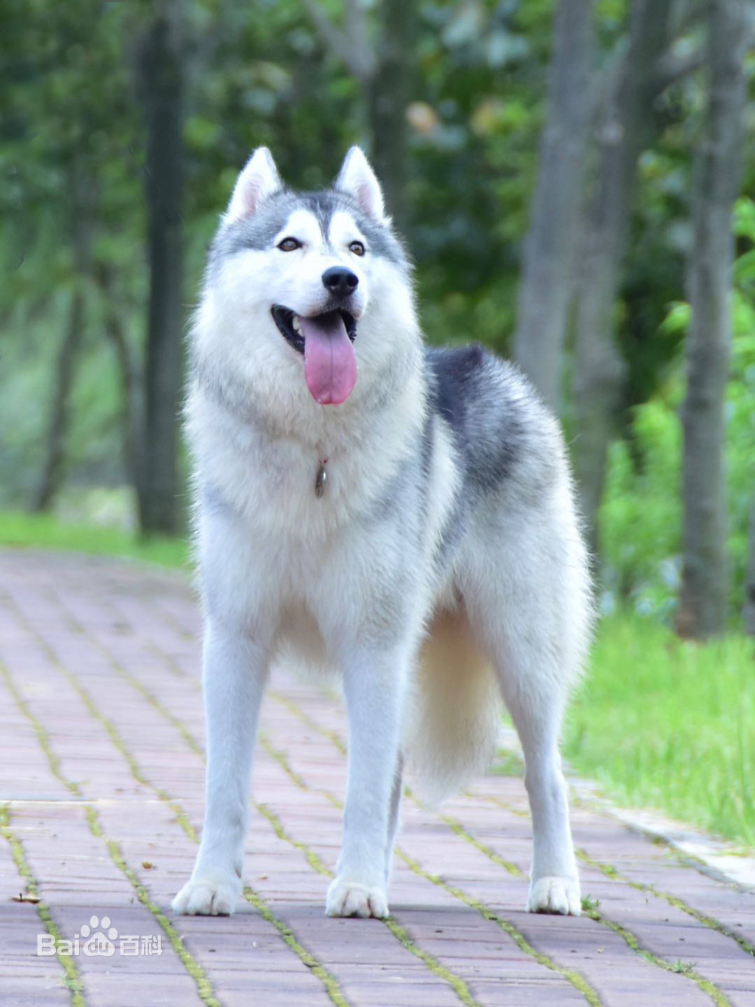 纯二哈血统,二哈的原血统