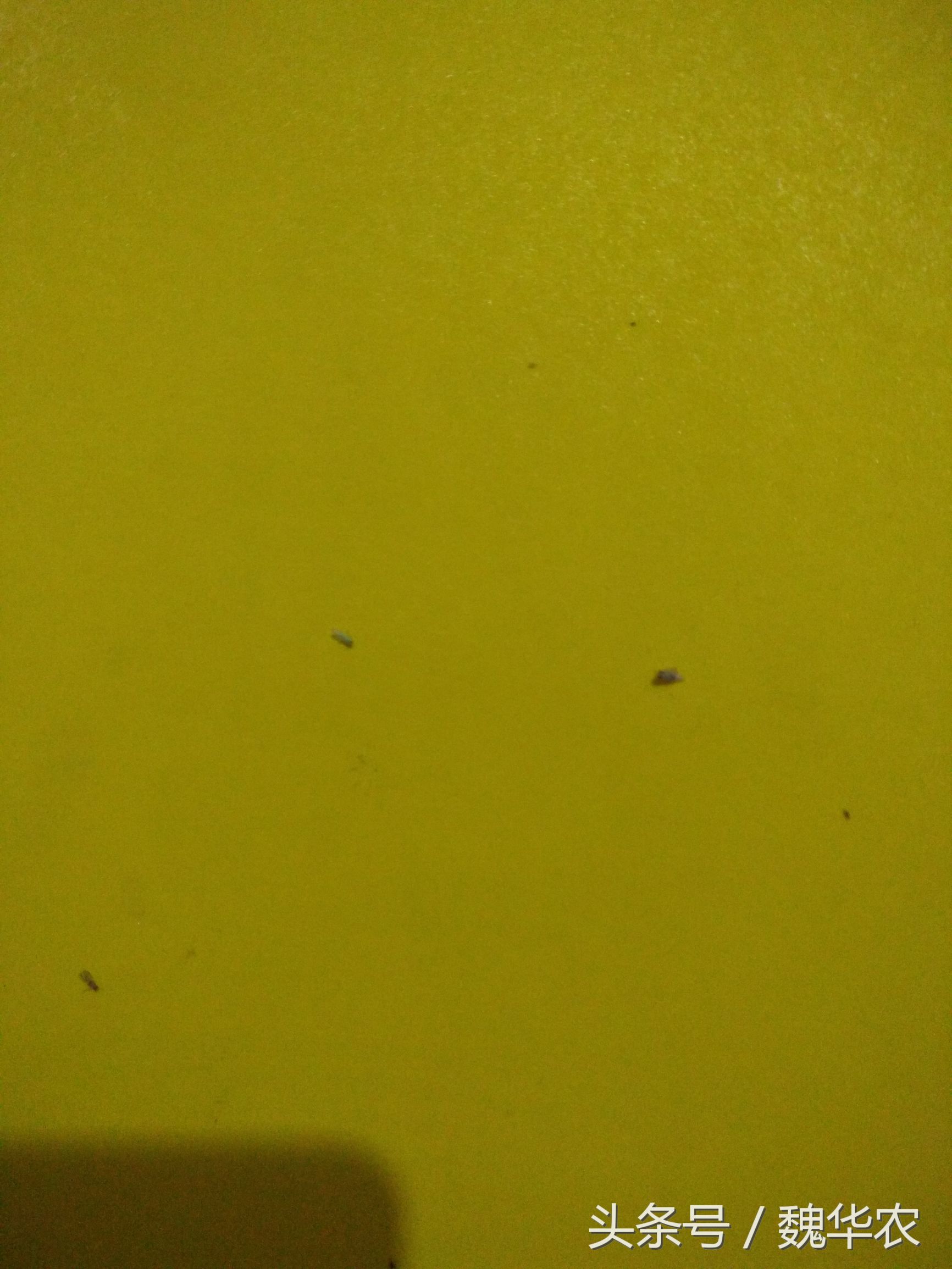 长寿花虫害治疗,长寿花虫害治疗方法