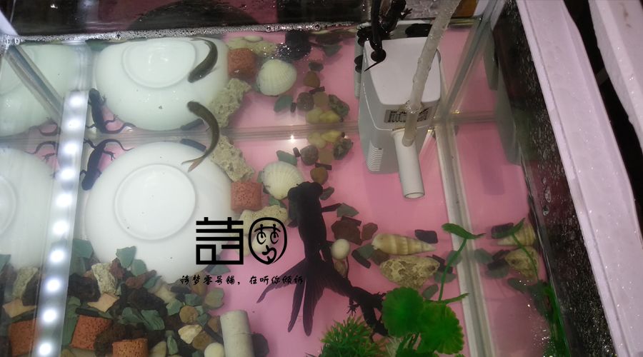 一只有梦想的中华蝾螈死在了梦想的路上