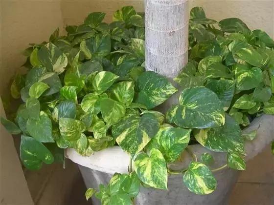 隔壁老奶奶养绿萝，都爬到我家来了！她告诉我绿萝要这么养！