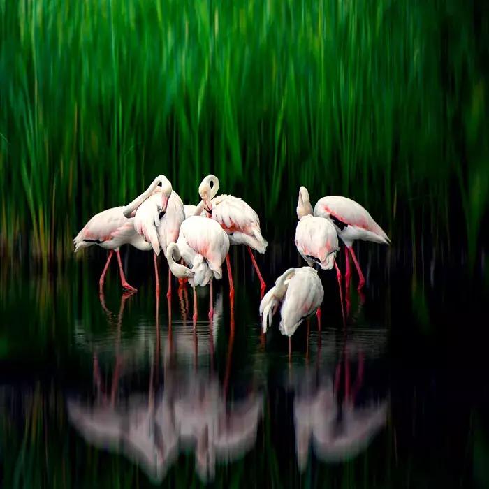 2018年全球华人摄影十杰,中国第18届国际摄影展入围作品