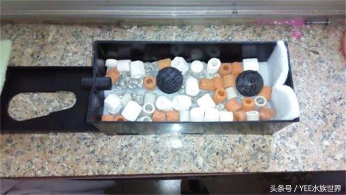 家庭养鱼有没有硝化细菌,硝化细菌为什么不能养鱼