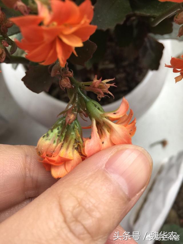 长寿花虫害治疗,长寿花虫害治疗方法