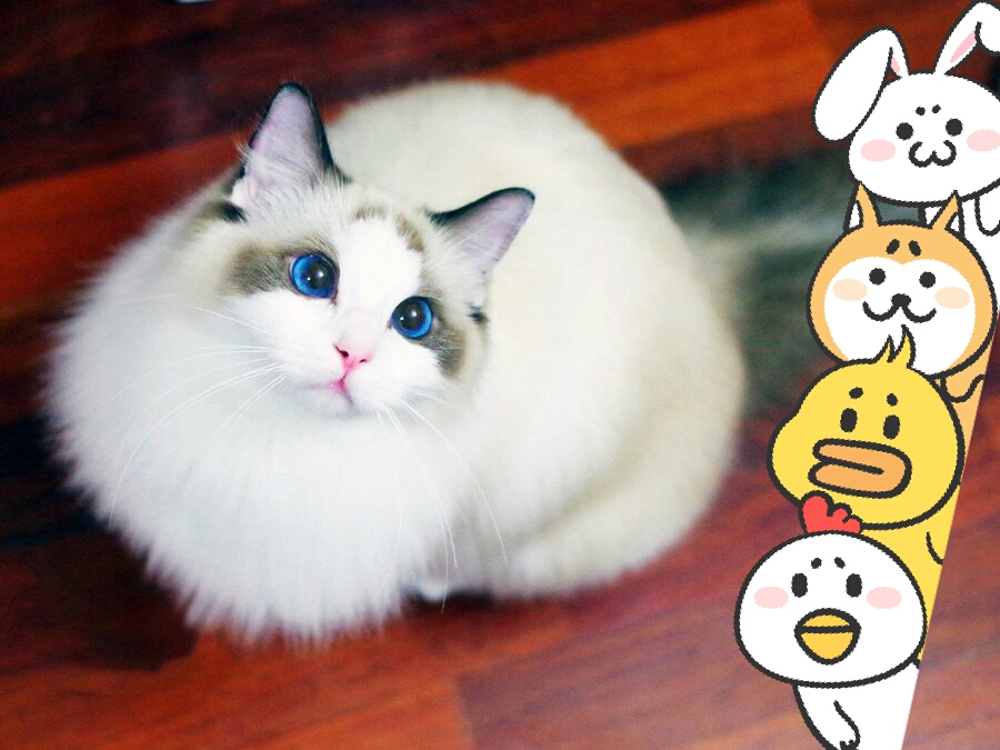 聪明又可爱的猴子,聪明活泼淘气又可爱的猴子