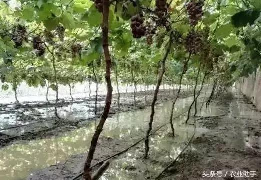 葡萄怎么养才能快结果,葡萄怎么养成盆栽