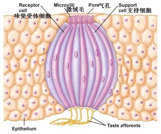 被科学家逐出“五味”的辣味，凭什么还能凌驾于其他口味之上？