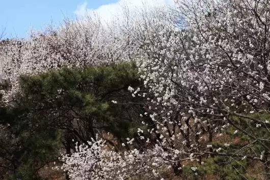 北京各区16处免费森林公园,森林公园北京有几个