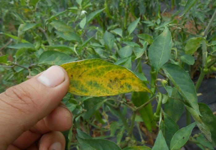 危害辣椒的主要病害有哪些,辣椒四大病害