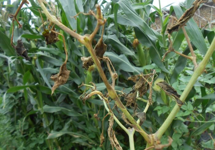 危害辣椒的主要病害有哪些,辣椒四大病害