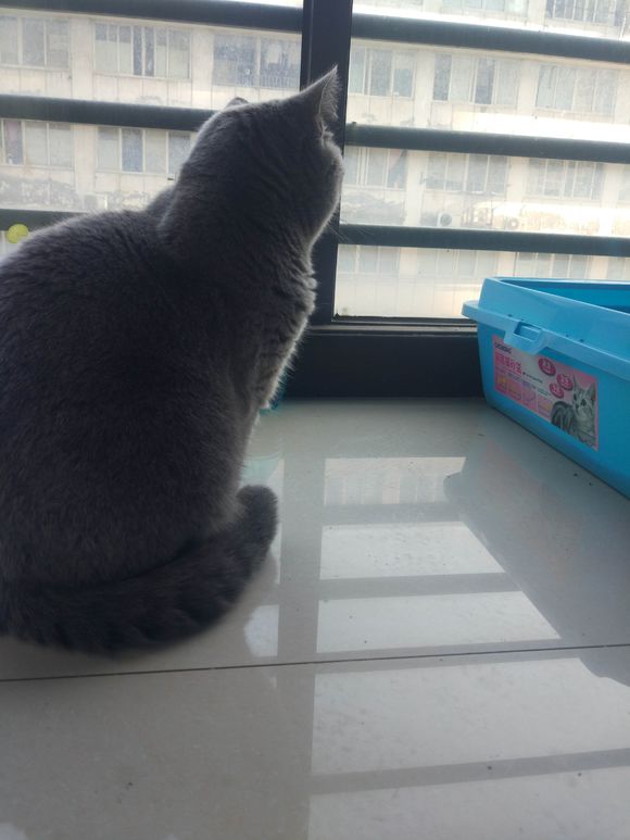 确诊猫传腹最佳方法,蓝猫知道要绝育对主人大喊大叫